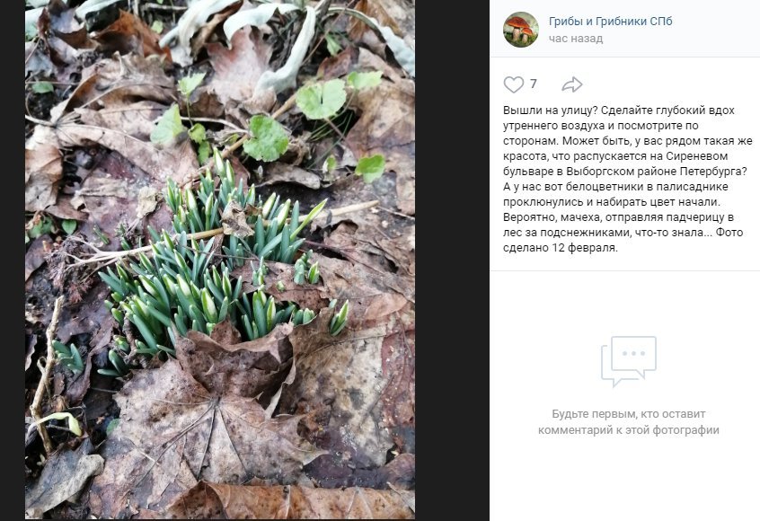 Фото Натальи Морозовой. Скриншот из vk.com/grib_spb
